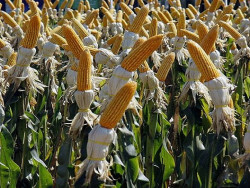 IBGE aponta safrinha recorde de milho com alta de 80,9% na produção