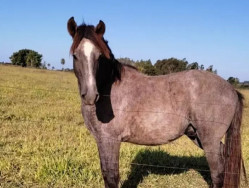 Cavalo leiloado em prol de hospital. (Imagem: Diogo Machado)