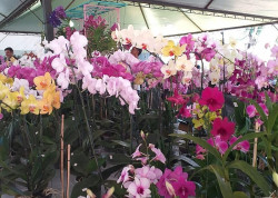 Preço de flores varia até 158,3% em Dourados, revela pesquisa