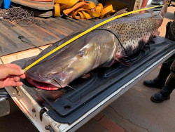 Meio Ambiente inclui pintado na lista de peixes ameaçados de extinção