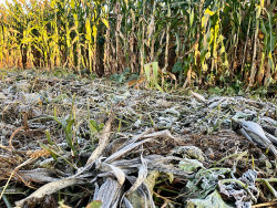 Dourados tem mínima de 4,3 graus e geada cobre vegetação em Rio Brilhante