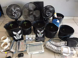 Polícia fecha estufa clandestina de produção de maconha no Tirandentes