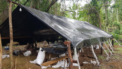 Senad destrói 1,5 tonelada de maconha acampamento na fronteira com MS