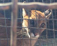 Debilitada e acuada por cães, onça-parda é resgatada em fazenda