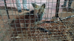 Ambiental resgata lobo-guará de poço de elevador de silo