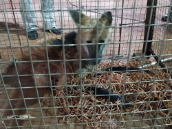 Ambiental resgata lobo-guará de poço de elevador de silo