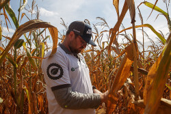 Milho 2ª safra tem produção estimada em 89,3 milhões de toneladas