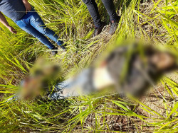 Irmãos são executados e corpos jogados em matagal na fronteira