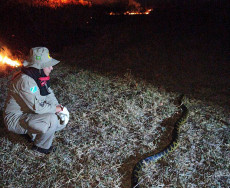 Tragédia se repete e fogo devasta Pantanal de MS