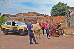Cavalo e carroça furtada em Dourados são recuperados pela Guarda Municipal