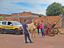Cavalo e carroça furtada em Dourados são recuperados pela Guarda Municipal