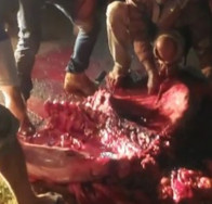 Até com machado, moradores carneiam vaca morta em acidente