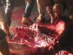 Até com machado, moradores carneiam vaca morta em acidente