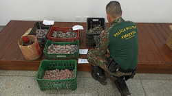 Ambiental inicia operação para combater tráfico de animais em MS