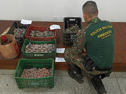 Ambiental inicia operação para combater tráfico de animais em MS