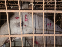 Anta de 250 quilos fica ferida após ser atropelada por Honda Civic