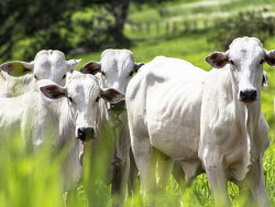 Pecuarista de MS é processado por mentir sobre furto de gado