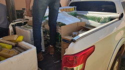 PF estoura entreposto e apreende 800 quilos de maconha em Dourados