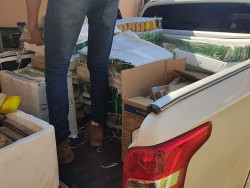 PF estoura entreposto e apreende 800 quilos de maconha em Dourados