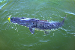 Pesca do pintado continua liberada em MS até o dia 5 de dezembro