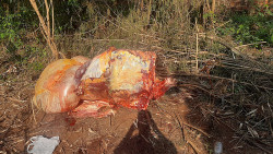 Polícia Militar prende quadrilha pelo crime de abigeato em Ponta Porã