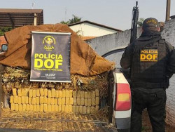 Homem é preso transportando maconha em carga de abacaxi