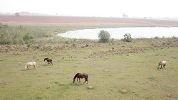 PMA autua paulista em R$ 105 mil por manter animais em área protegida