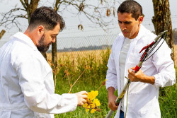 Herbário de universidade de Dourados abriga 7 mil espécies vegetais