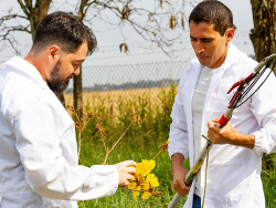 Herbário de universidade de Dourados abriga 7 mil espécies vegetais