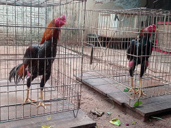 Polícia fecha criadouro e apreende 57 galos de briga