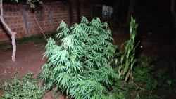 Casal que mantinha plantação de maconha é preso em Dourados