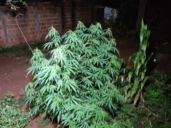 Casal que mantinha plantação de maconha é preso em Dourados
