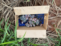 Traficantes de filhotes de papagaio são multados em R$ 160 mil