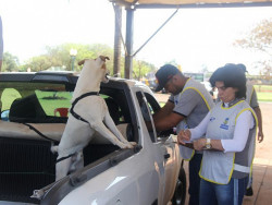Drive-thru “Latemia” vacina quase 2 mil animais contra a raiva