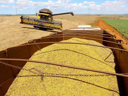Conab prevê novo recorde na produção nacional de grãos