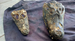 Homem é preso por vender cabeças de jacarés em praça de Campo Grande