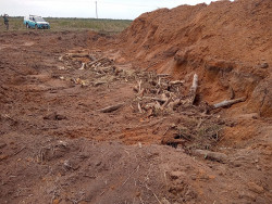 Polícia multa arrendatário por derrubar e enterrar árvores