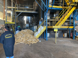 PF incinera quase 18 toneladas de drogas em Campo Grande