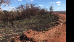 Usina sucroenergética é multada em R$ 15 mil por incêndio em matas protegidas