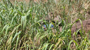 Três filhos e genro são presos por assassinato de idoso jogado em pedreira