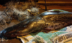 No 1º mês de piracema, 11 pescadores são flagrados com 47 kg de peixe