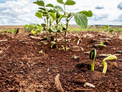 Plantio de soja é concluído em Mato Grosso do Sul