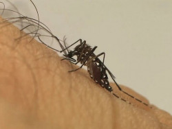 Os dados parciais apontam para 1,4 milhão de casos prováveis de dengue no Brasil em 2022 (Imagem: Divulgação)