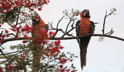 As condições estimadas são de sol com variação de nebulosidade (Foto: Assessoria)