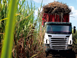 Conab aponta aumento de 4,4% na produção de cana-de-açúcar