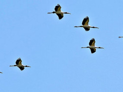 A tendência é de grande amplitude térmica no Estado (Foto: Assessoria)