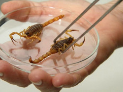 Animais peçonhentos são aqueles que produzem veneno e têm condições naturais para injetá-lo em presas ou predadores (Foto: Assecom)