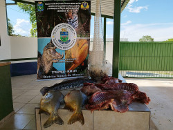 Em dois meses de piracema, PMA autua 21 pescadores em MS