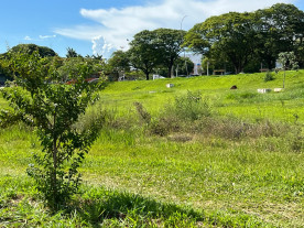 Matagal cresce ao lado da rodoviária