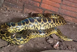 Devido ao estresse de captura e para obter mais agilidade para defesa, a sucuri regurgitou a galinha que havia se alimentado (Foto: Polícia Ambiental)